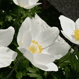 Анемона лесная Snow White