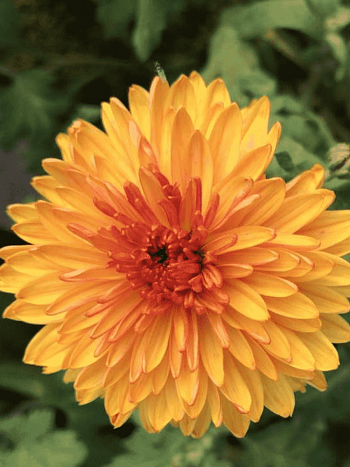 Хризантема корейская Янтарный Бриз