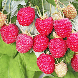 Малина ремонтантная Августовское чудо