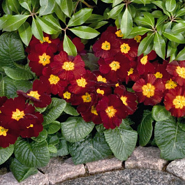 Примула высокая Пиано Ред