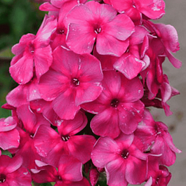 Флокс метельчатый Анна Каренина