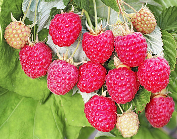 Малина ремонтантная Августовское чудо