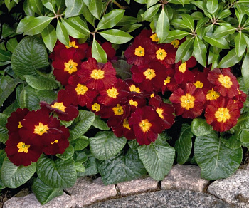 Примула высокая Пиано Ред