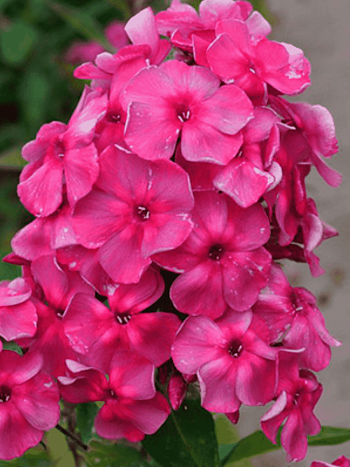 Флокс метельчатый Анна Каренина