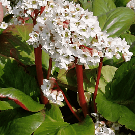 Бадан гибридный Bressingham White