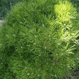 Сосна густоцветная Low Glow