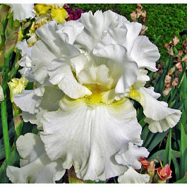 Ирис бородатый Элизабет Полдарк