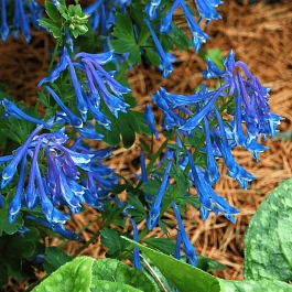 Хохлатка извилистая "Craigton Blue"