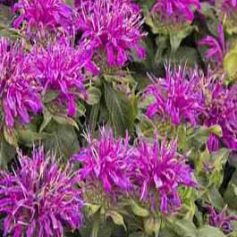Монарда двойчатая Balmy Lilac