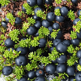 Водяника чёрная Bernstein