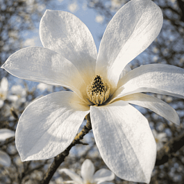 Магнолия Кобус