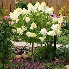 Гортензия метельчатая Лаймлайт штамб