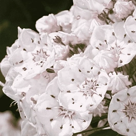 Кальмия широколистная Zebulon