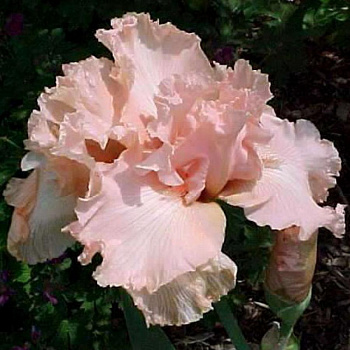 Ирис бородатый Беверли Силлз