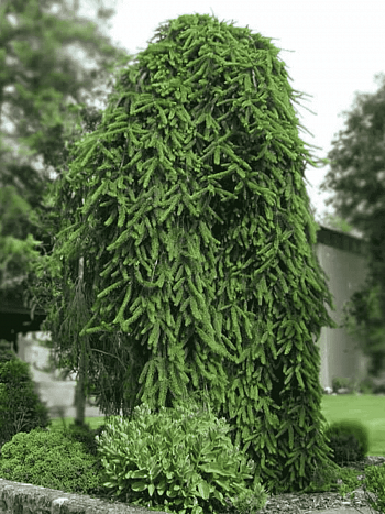 Ель обыкновенная Inversa