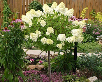 Гортензия метельчатая Лаймлайт штамб