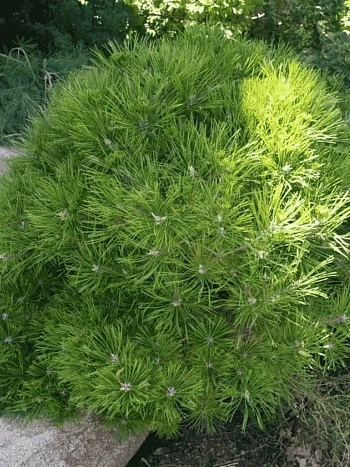 Сосна густоцветная Low Glow