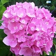 Гортензия крупнолистная Forever and ever Pink