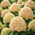 Гортензия метельчатая Little Lime
