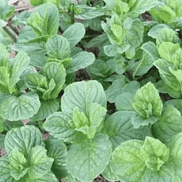 Мята Душистая Pomo