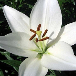 Лилия ЛА-Гибрид Брайт Даймонд