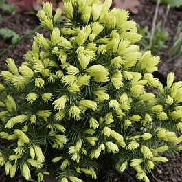 Ель канадская Rainbow's Еnd