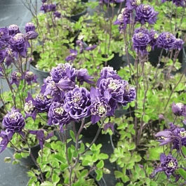 Аквилегия обыкновенная Winky Double Blue and White