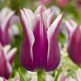 Тюльпан лилиецветный Шансонет Тюльпан лилиецветный Шансонет