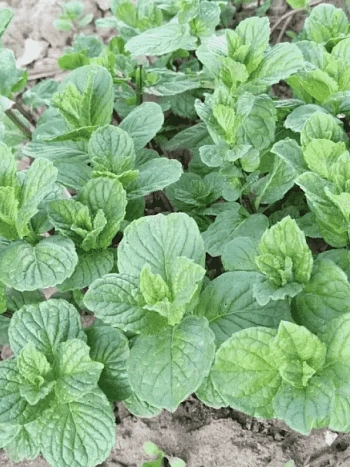 Мята Душистая Pomo