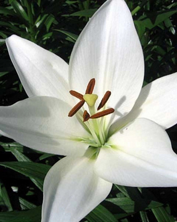 Лилия ЛА-Гибрид Брайт Даймонд