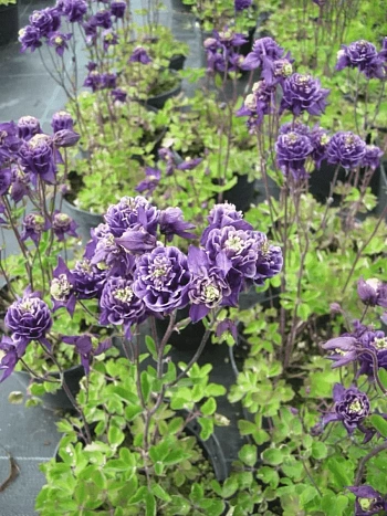 Аквилегия обыкновенная Winky Double Blue and White