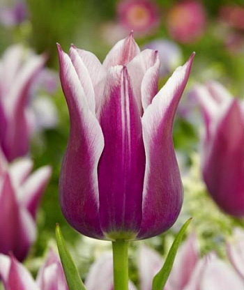 Тюльпан лилиецветный Шансонет Тюльпан лилиецветный Шансонет