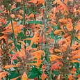 Агастахис оранжевый Apricot Sprite