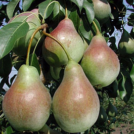 Груша плодовая Аллегро Груша плодовая Аллегро