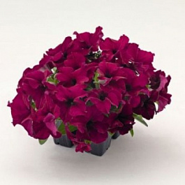 Петуния грандифлора Саксесс 360° Бургунди