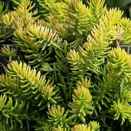 Очиток отогнутый Angelina