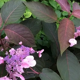 Гортензия шершавая Hot Chocolate