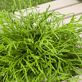 Туя складчатая Kagers Beauty