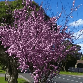 Слива Блайра Moseri