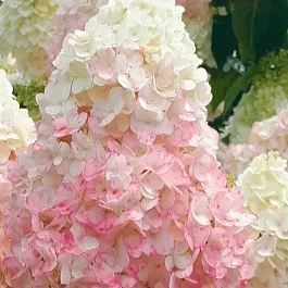 Гортензия метельчатая Silver Dollar