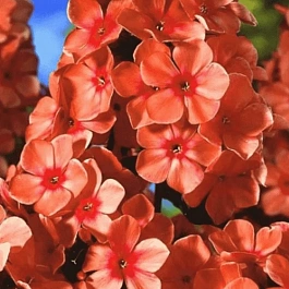Флокс метельчатый Orange Perfection