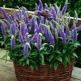 Вероника колосистая Блю Букет