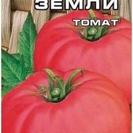 Томат (Помидор) обыкновенный Чудо Земли