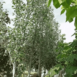 Тополь белый Raket