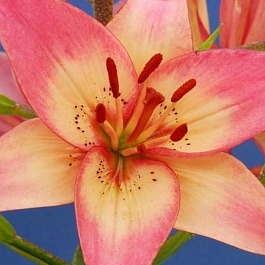 Лилия азиатская Изи Дрим НАБОР 2ШТ (2+2)