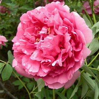 Пион древовидный Герои