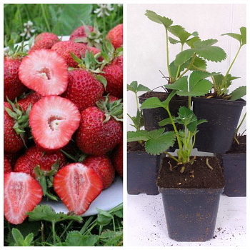 Земляника садовая Флорентина НАБОР 5ШТ