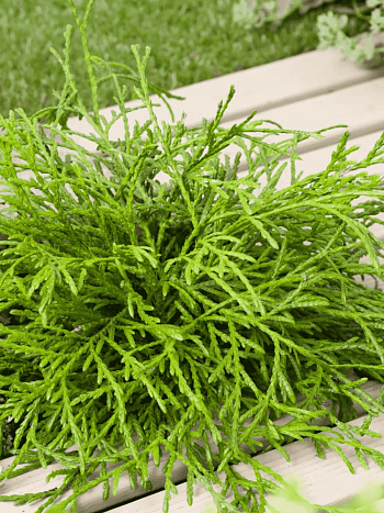 Туя складчатая Kagers Beauty