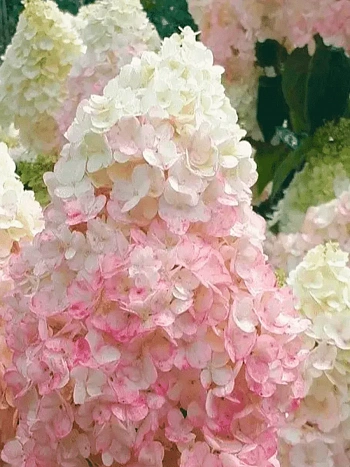 Гортензия метельчатая Silver Dollar