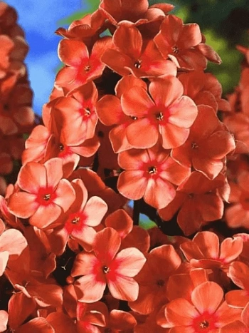 Флокс метельчатый Orange Perfection